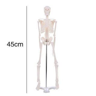 Modell eines anatomisches Skelett - 45 cm