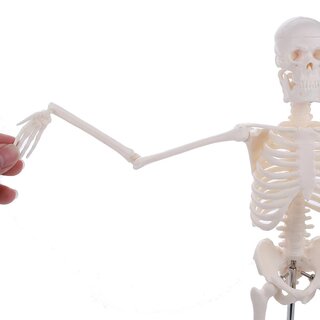 Modell eines anatomisches Skelett - 45 cm